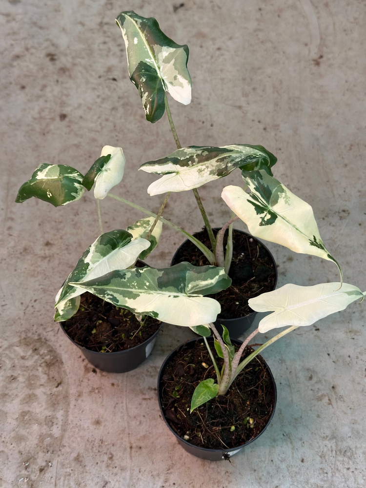 Alocasia Sarian Albo Variegata