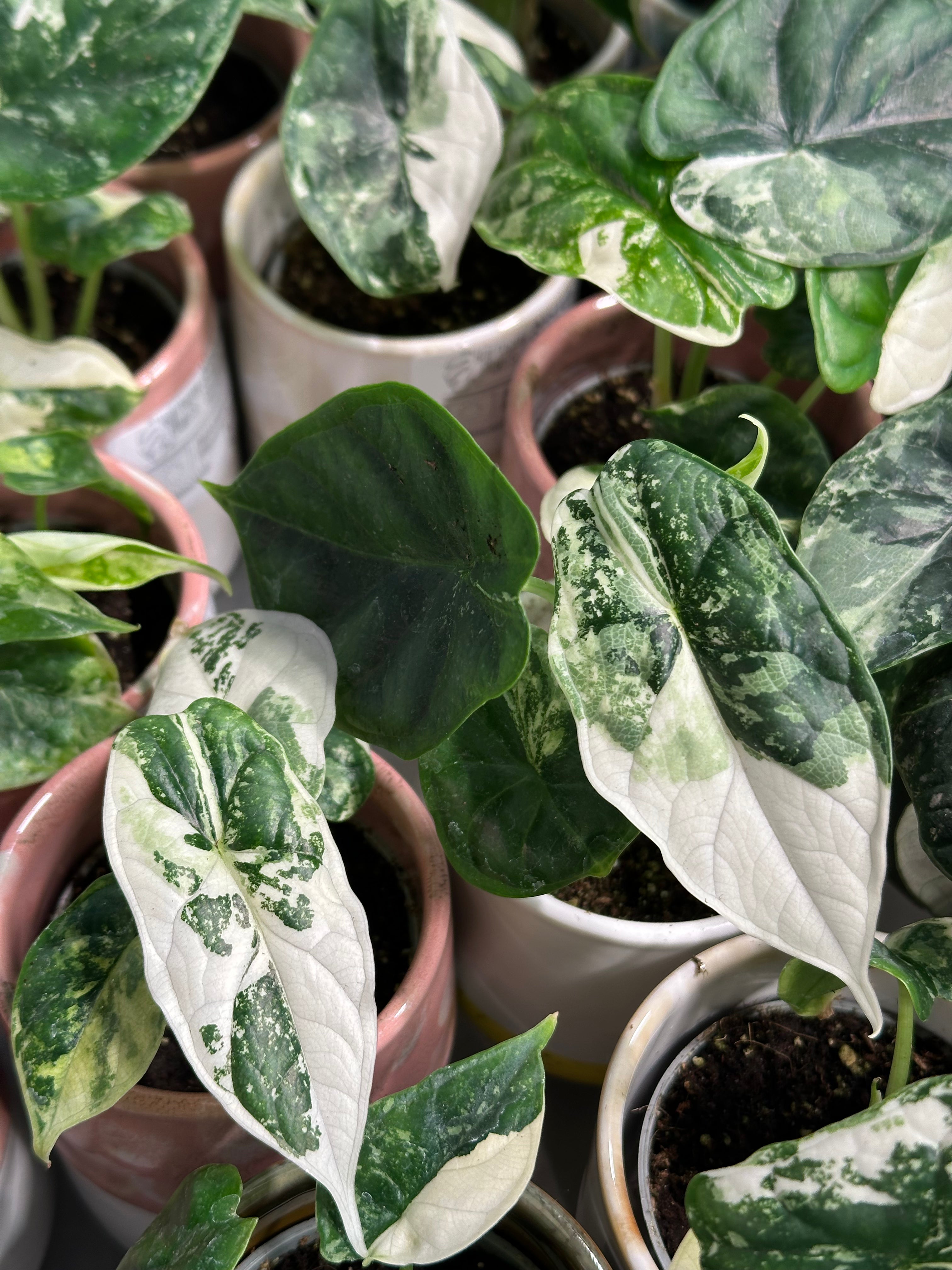 Alocasia Dragon Scale Variegata | Harmony Plants Alocasia Dragon Scale Variegata | Harmony Plants