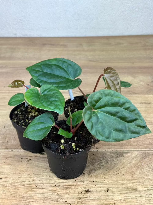 Anthurium Besseae x Luxurians