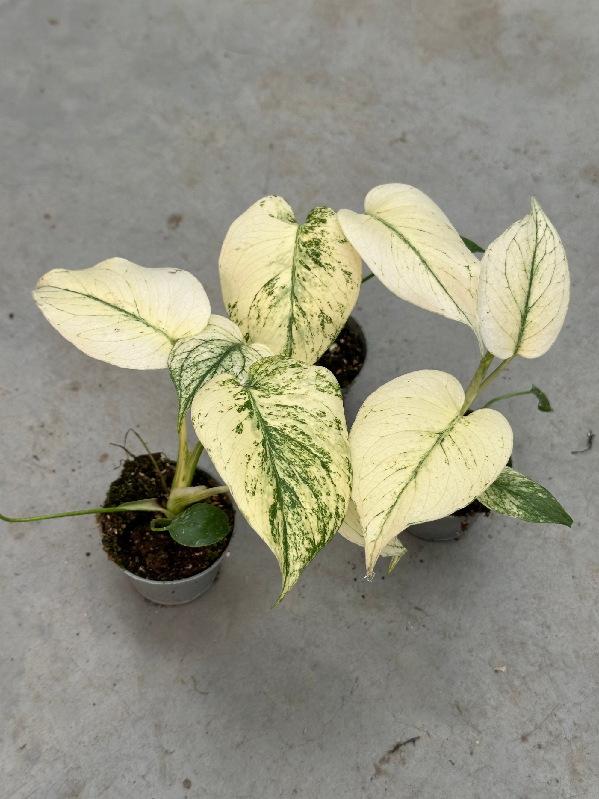 mint monstera plant Monstera Mint