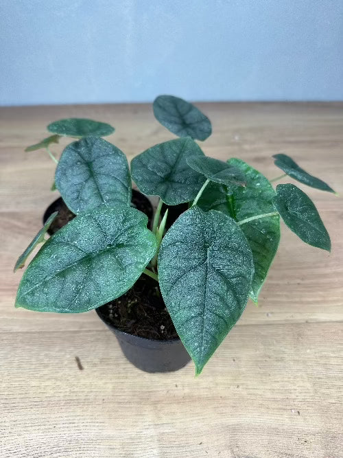 Alocasia Melo