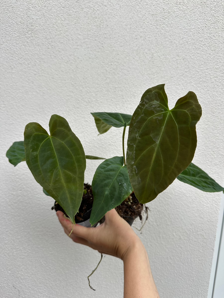 Anthurium Papillilaminum Ree Gardens x Forgetti Dark