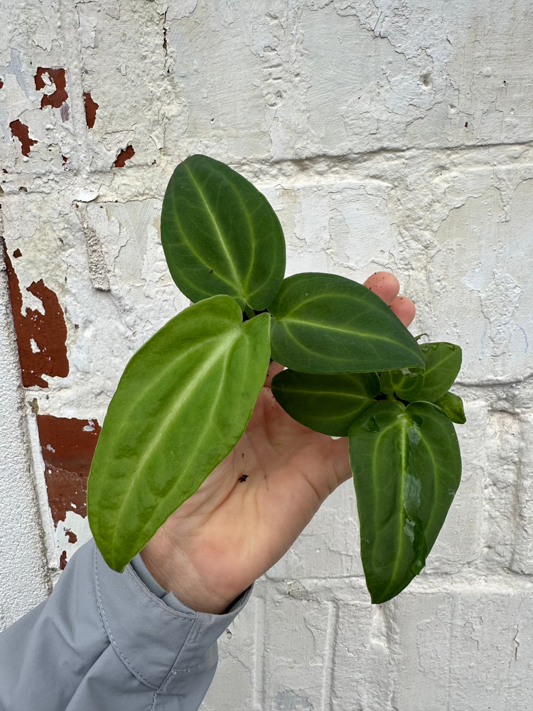 Anthurium Villenaorum x Besseae