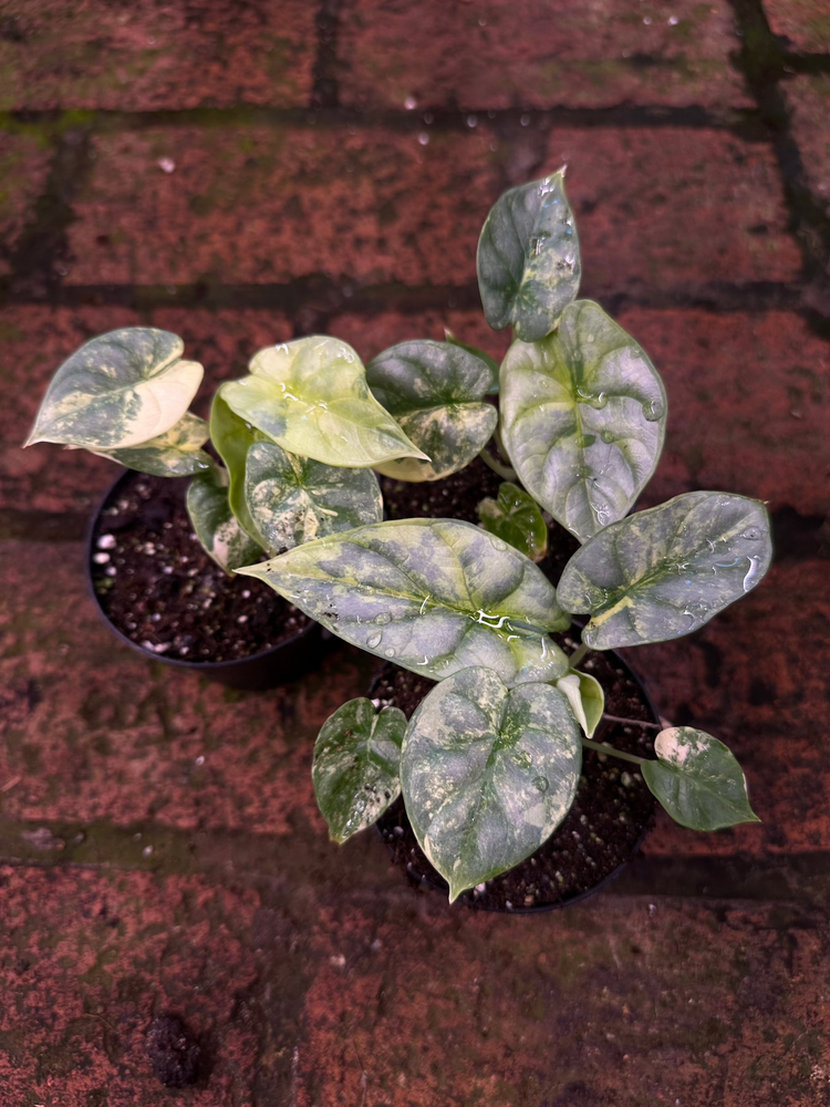 Alocasia Silver Dragon Variegata
