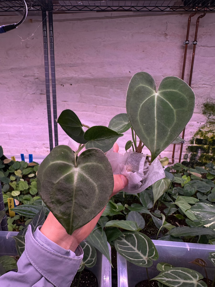 Anthurium Clarinervium
