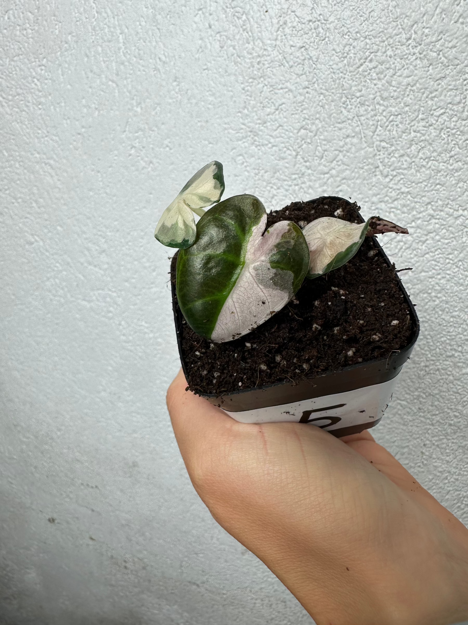 Alocasia Heart Balloon