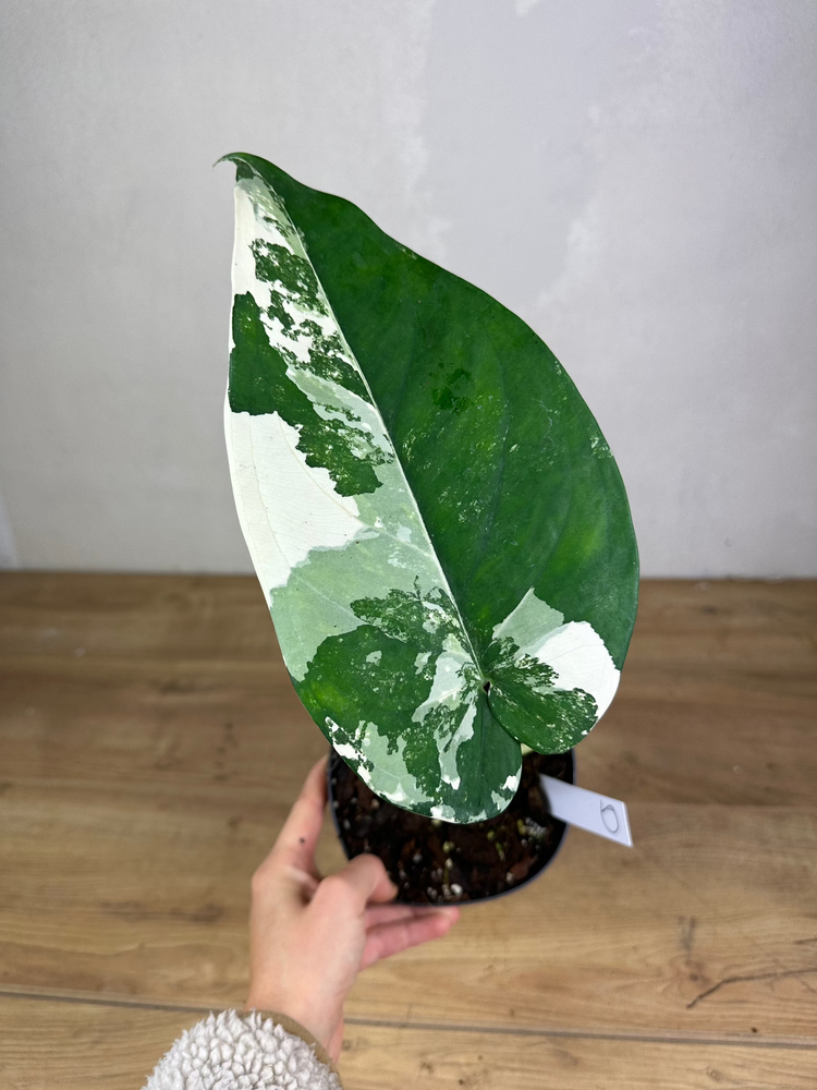 Syngonium Chiapense Variegata