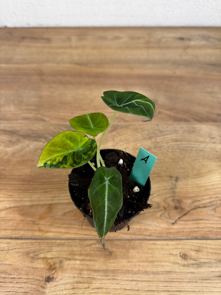 Alocasia Black Velvet Gold Variegata