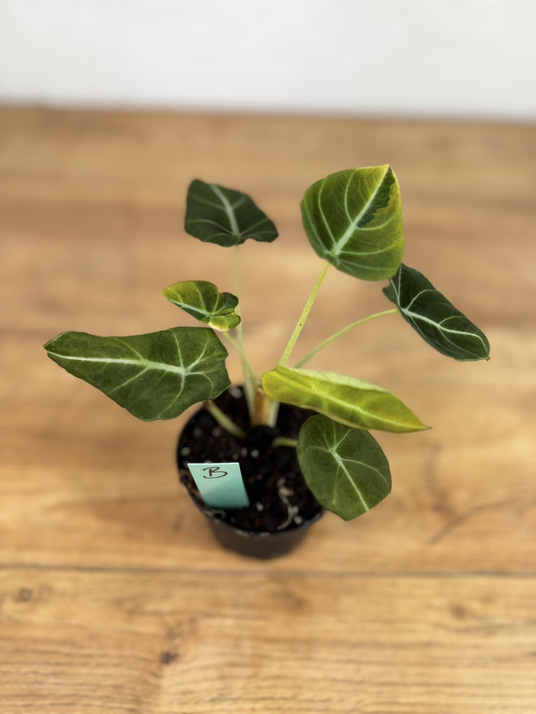 Alocasia Black Velvet Gold Variegata