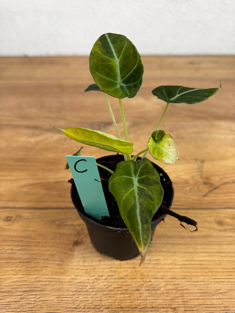 Alocasia Black Velvet Gold Variegata