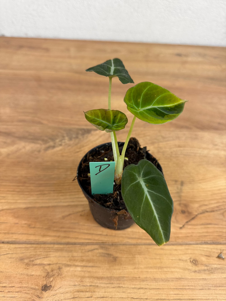 Alocasia Black Velvet Gold Variegata