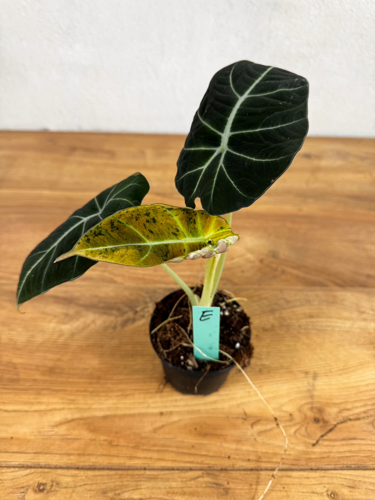 Alocasia Black Velvet Gold Variegata