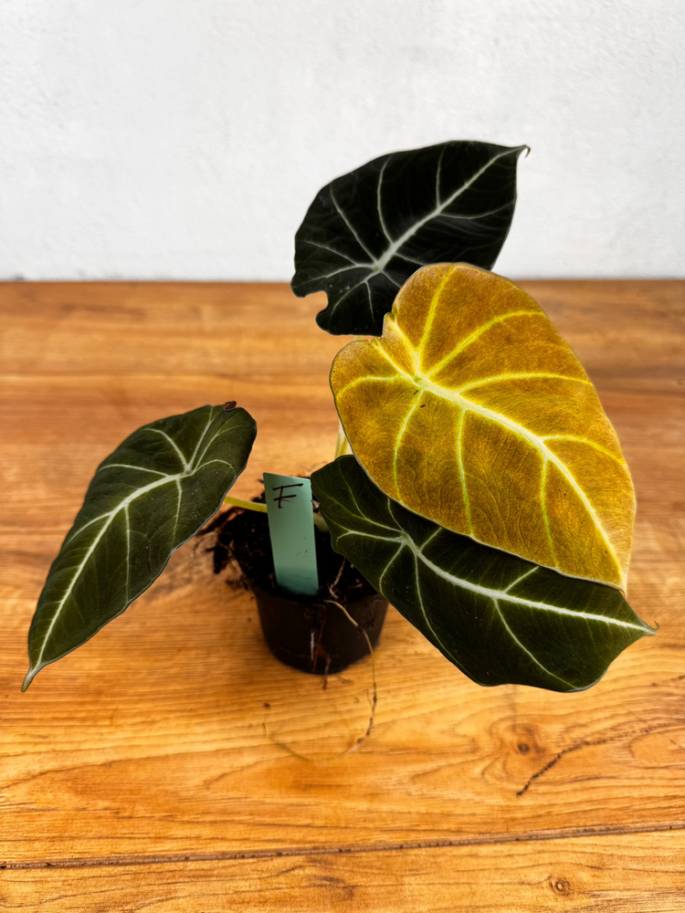 Alocasia Black Velvet Gold Variegata