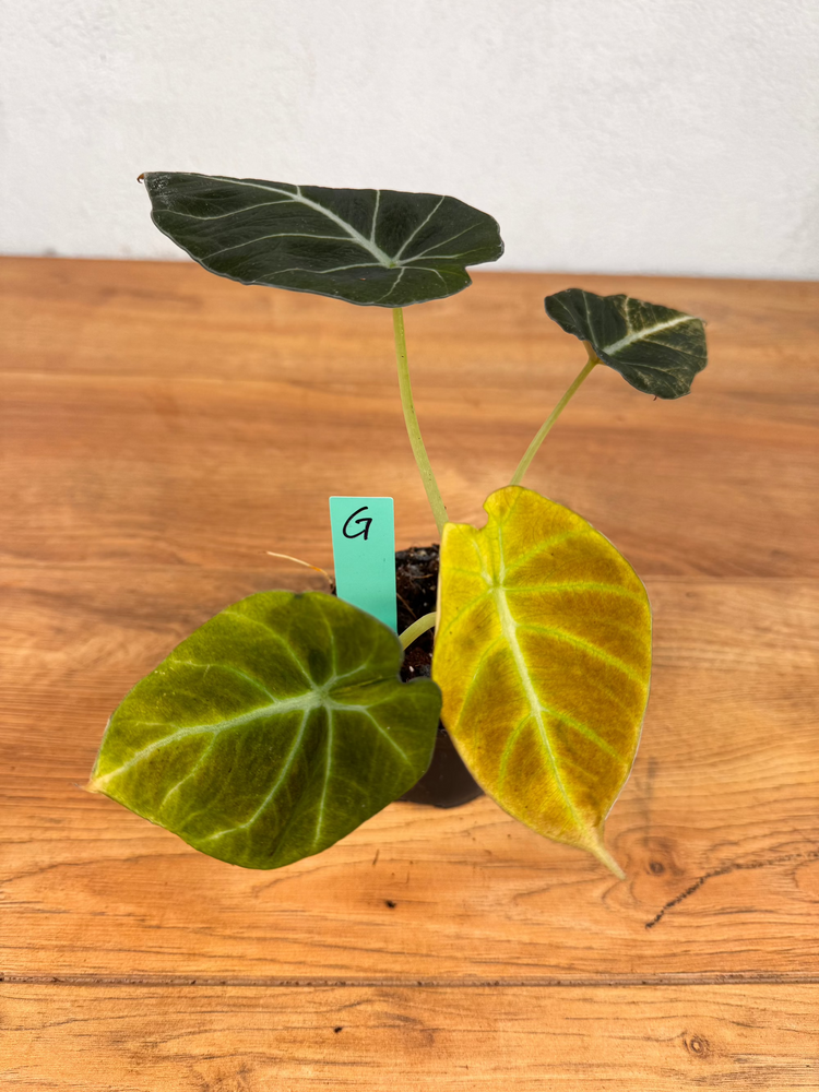 Alocasia Black Velvet Gold Variegata