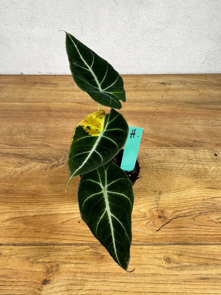 Alocasia Black Velvet Gold Variegata
