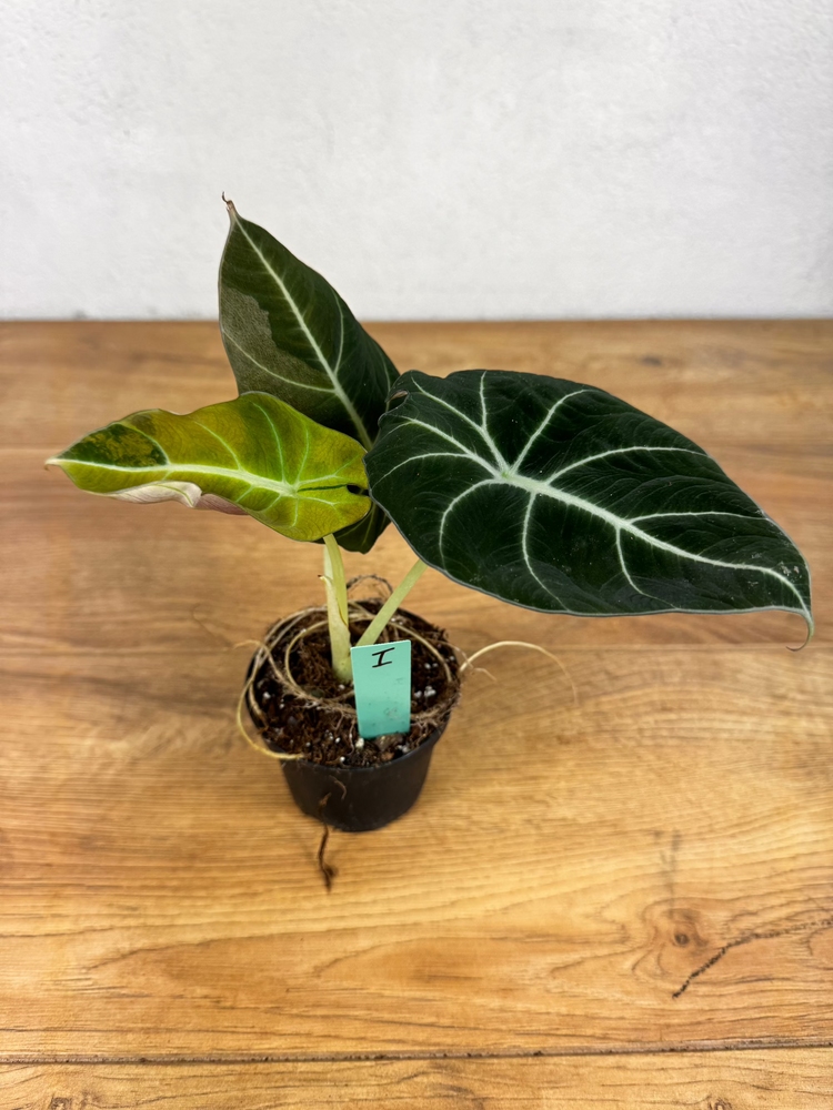 Alocasia Black Velvet Gold Variegata