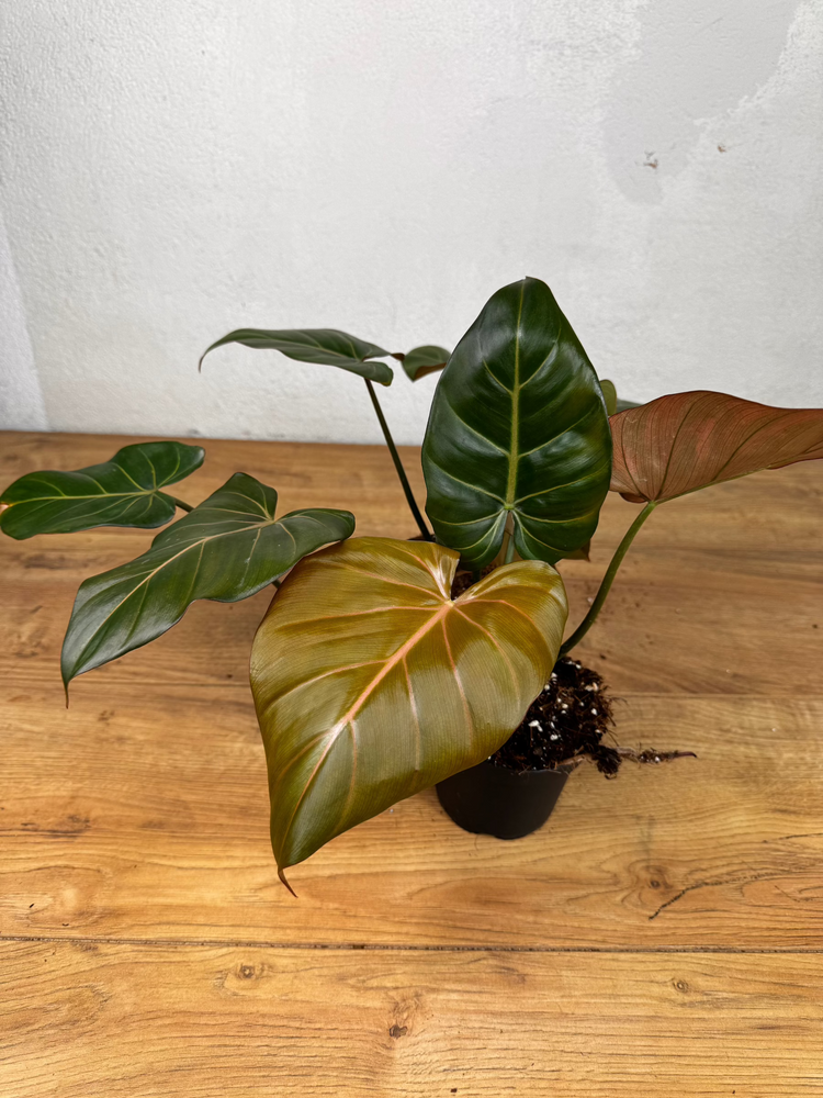 Philodendron &