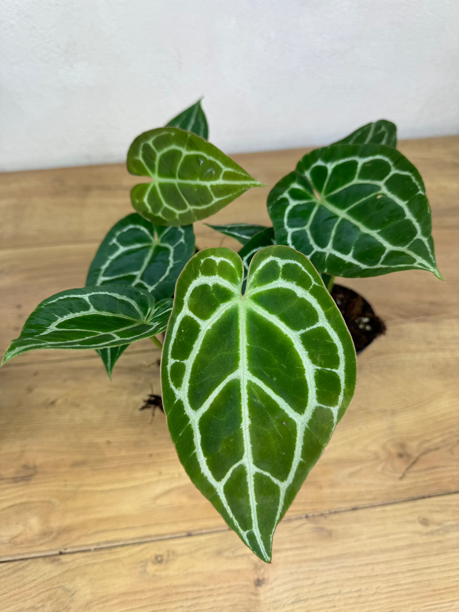 anthurium crystallinum dikenal juga dengan Anthurium Crystallinum