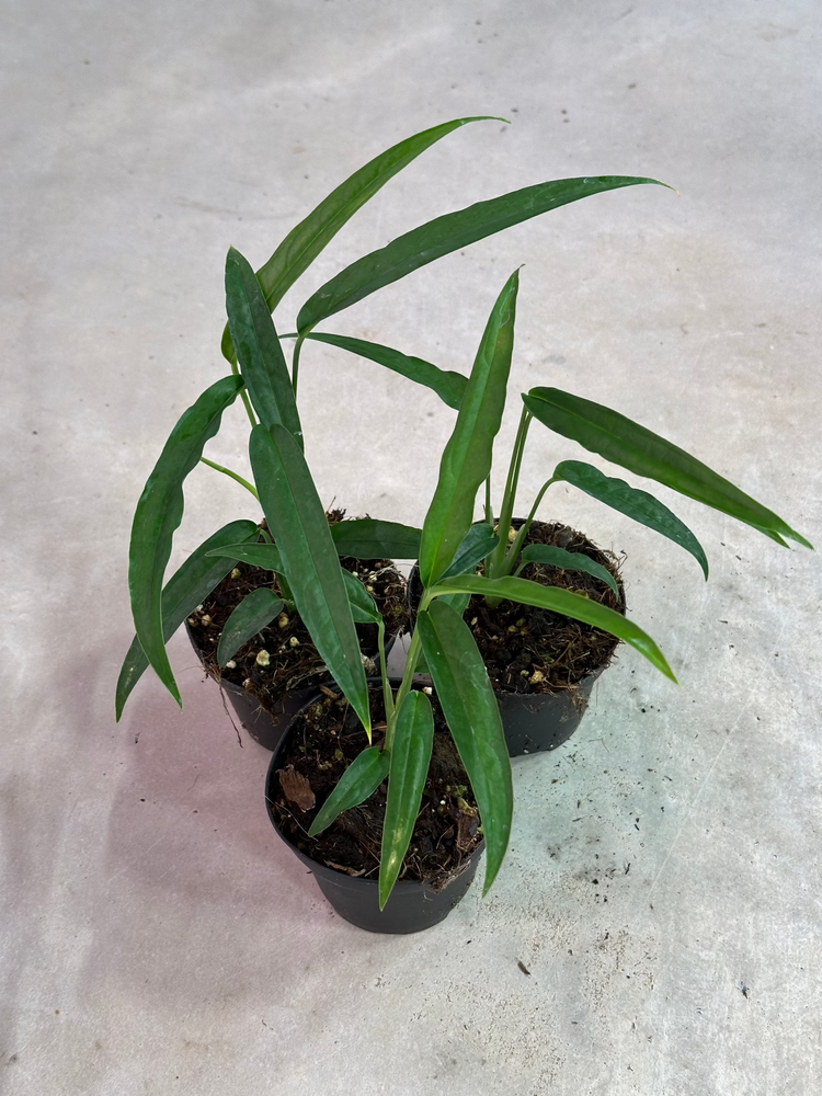 Monstera obliqua “Yasuní” *Real Form*