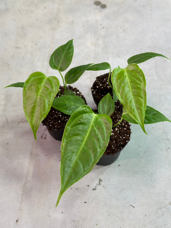 Anthurium Veitchii Narrow