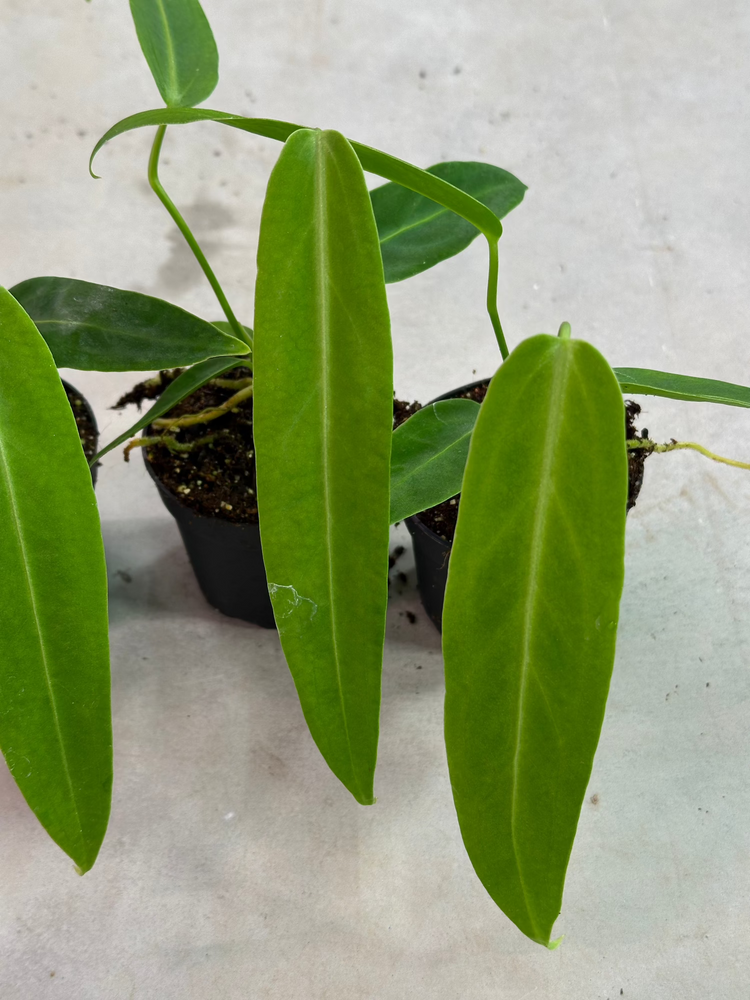 Anthurium Warocqueanum