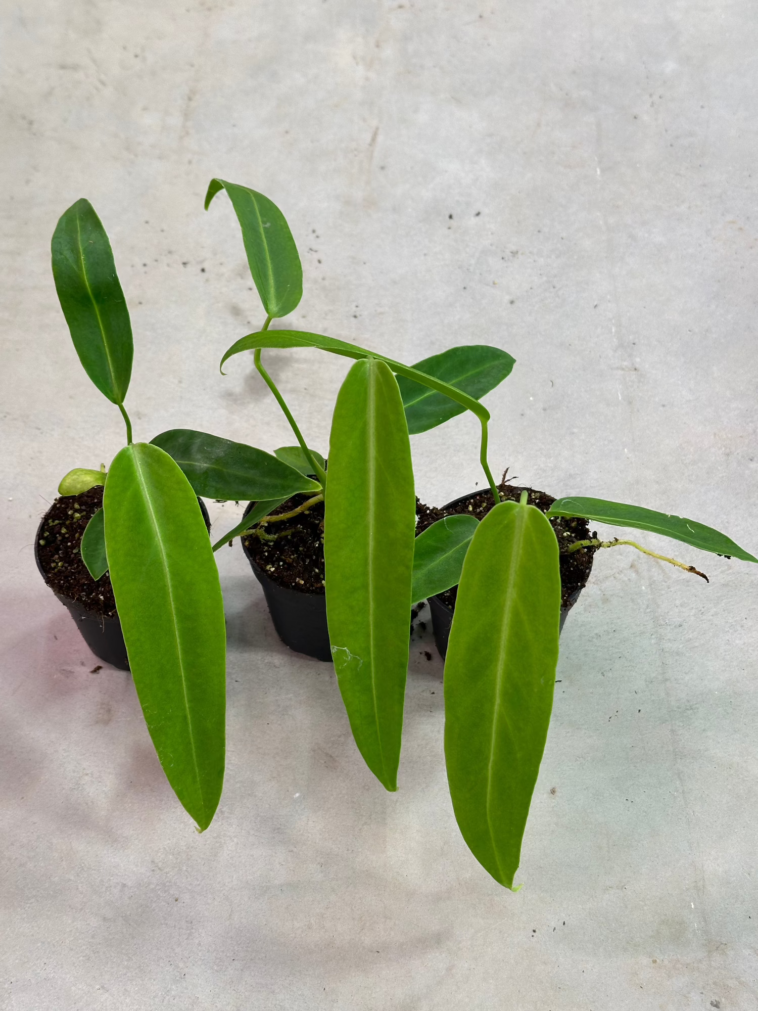 variegated anthurium warocqueanum Anthurium Warocqueanum