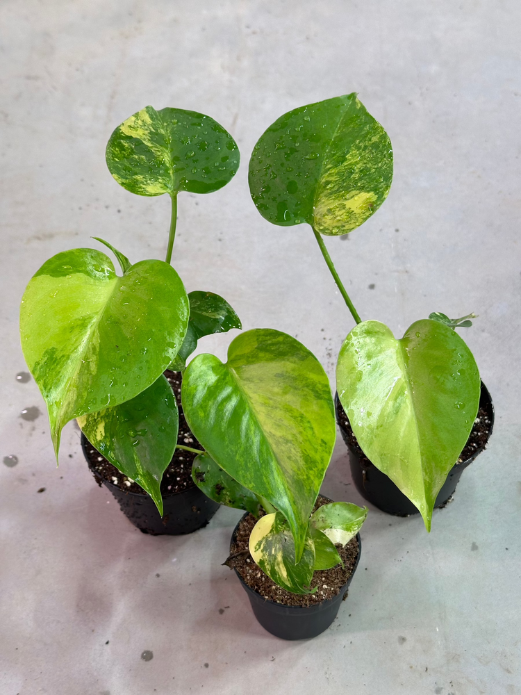 Monstera Yellow Marilyn Variegata