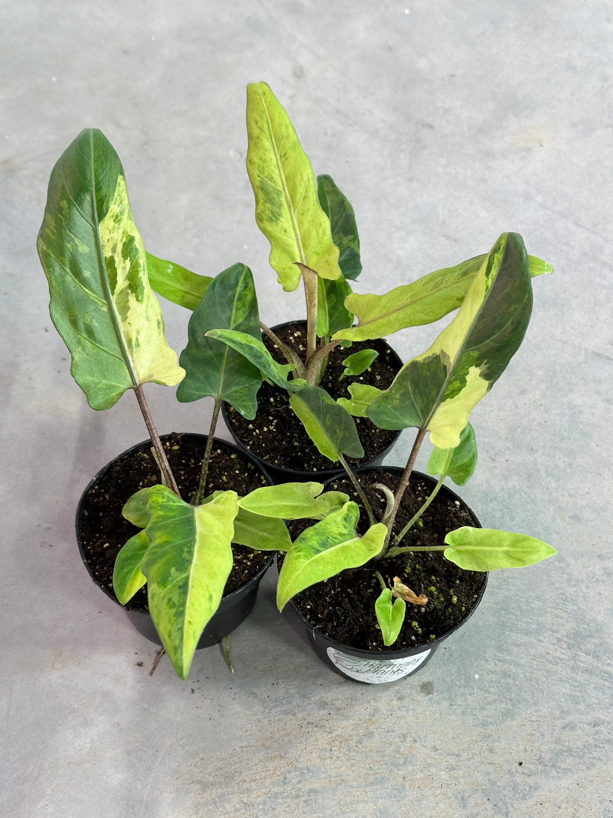 philodendron lauterbachiana Alocasia Lauterbachiana Variegata