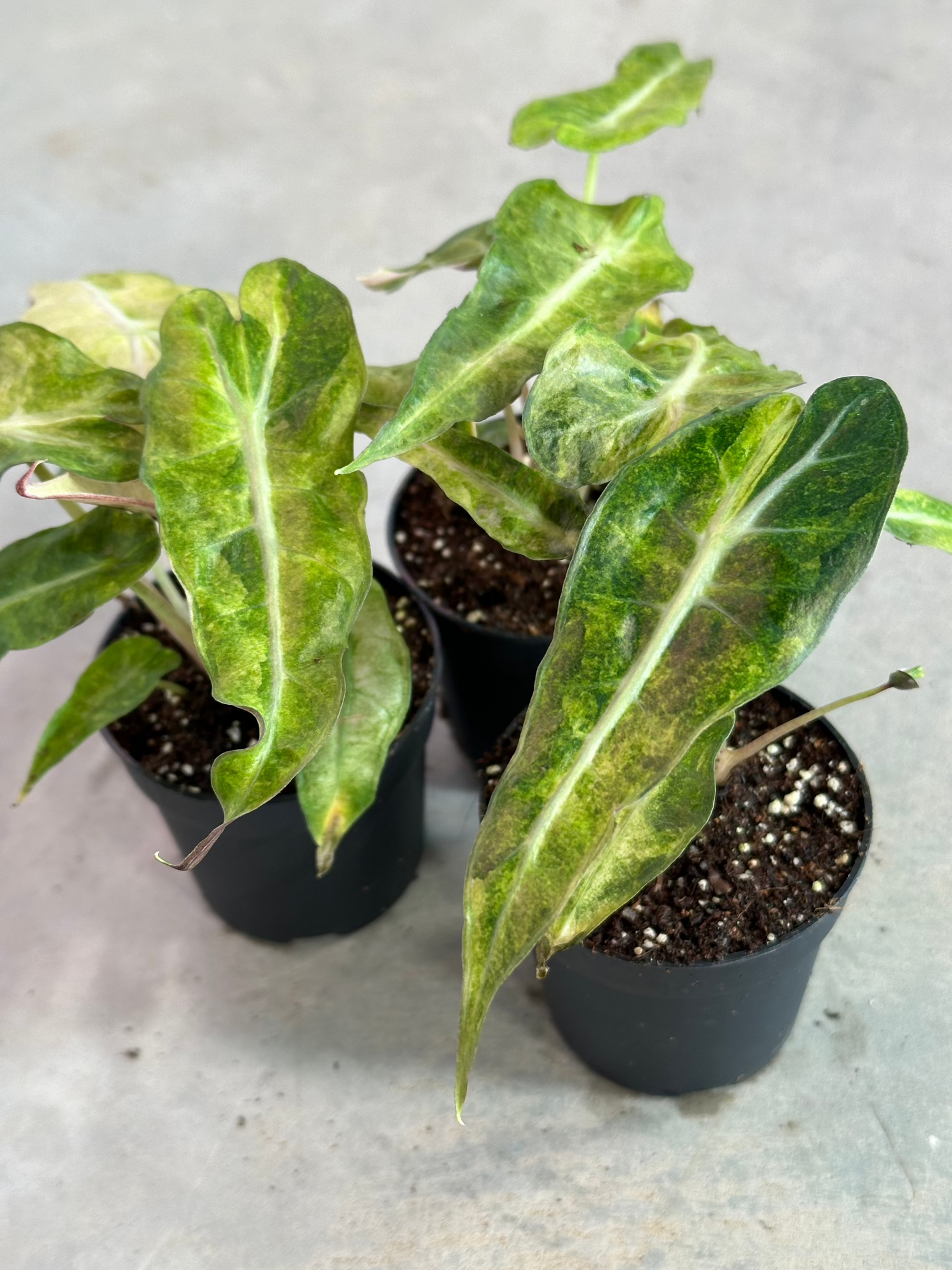 Alocasia Polly Aurea