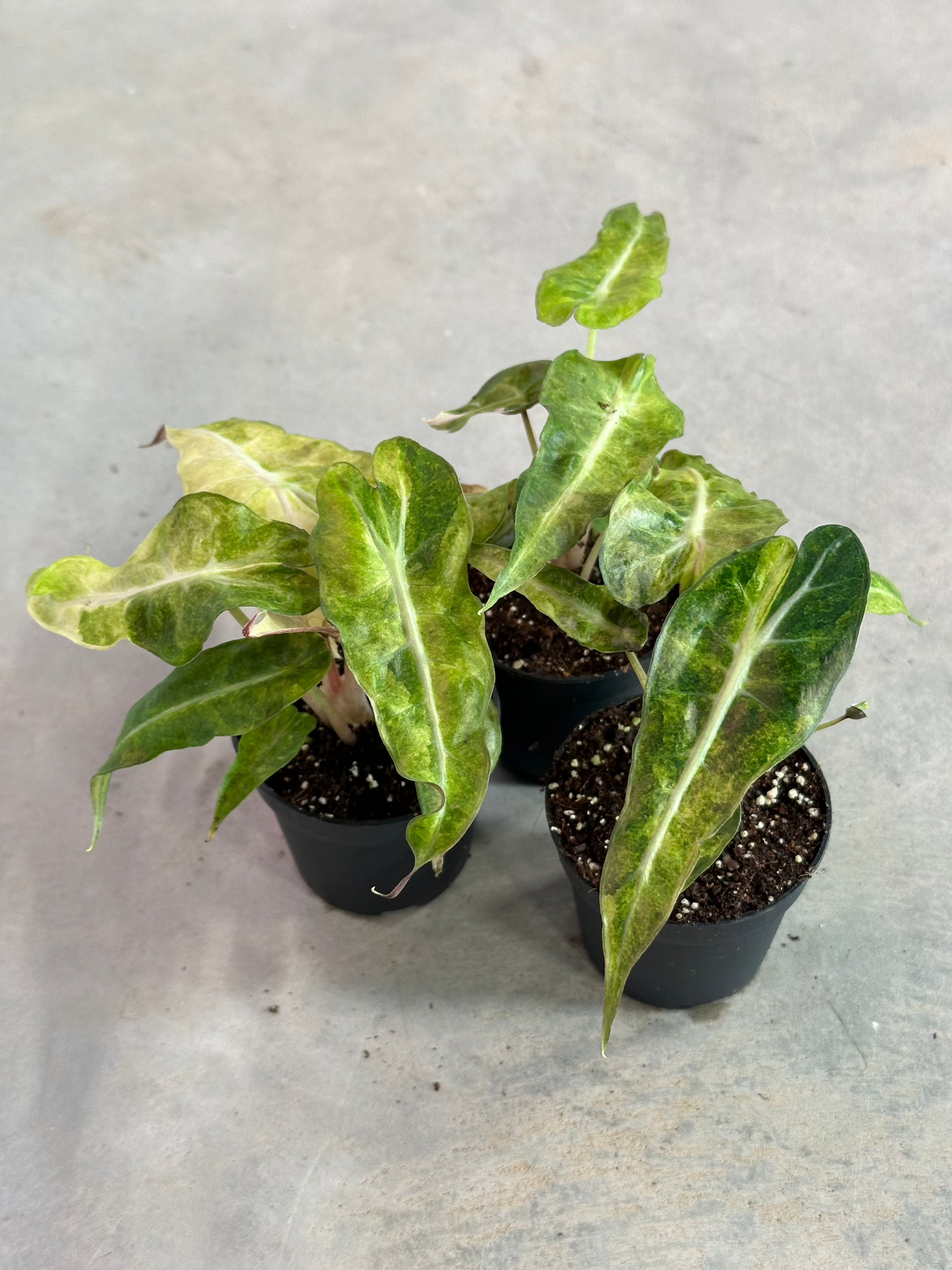 Alocasia Polly Aurea