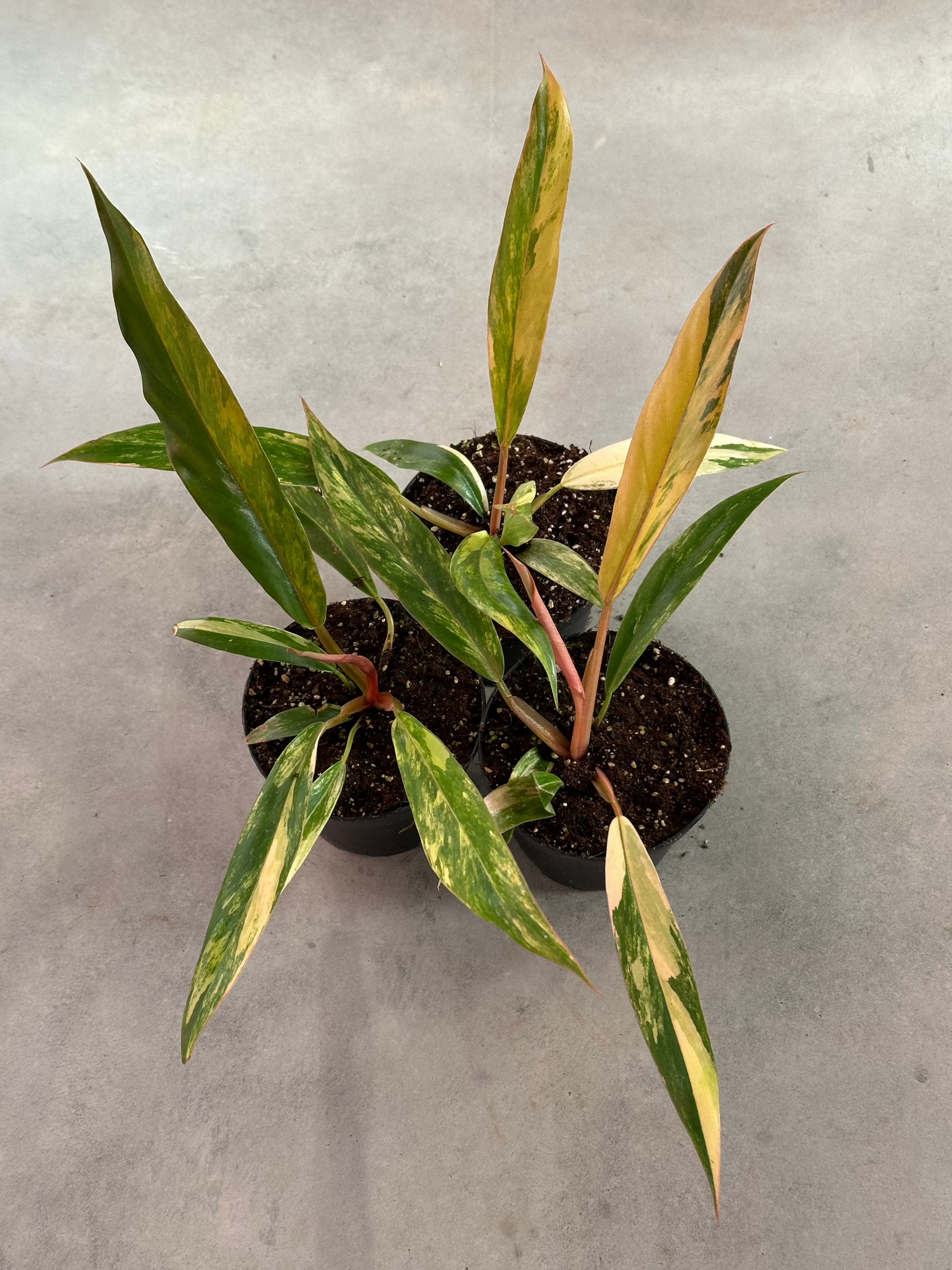 Philodendron Caramel Marble Variegata