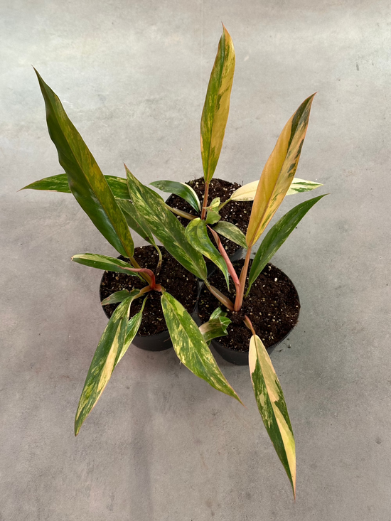 Philodendron Caramel Marble Variegata