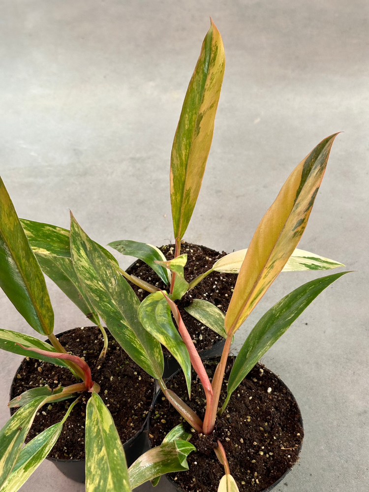 Philodendron Caramel Marble Variegata