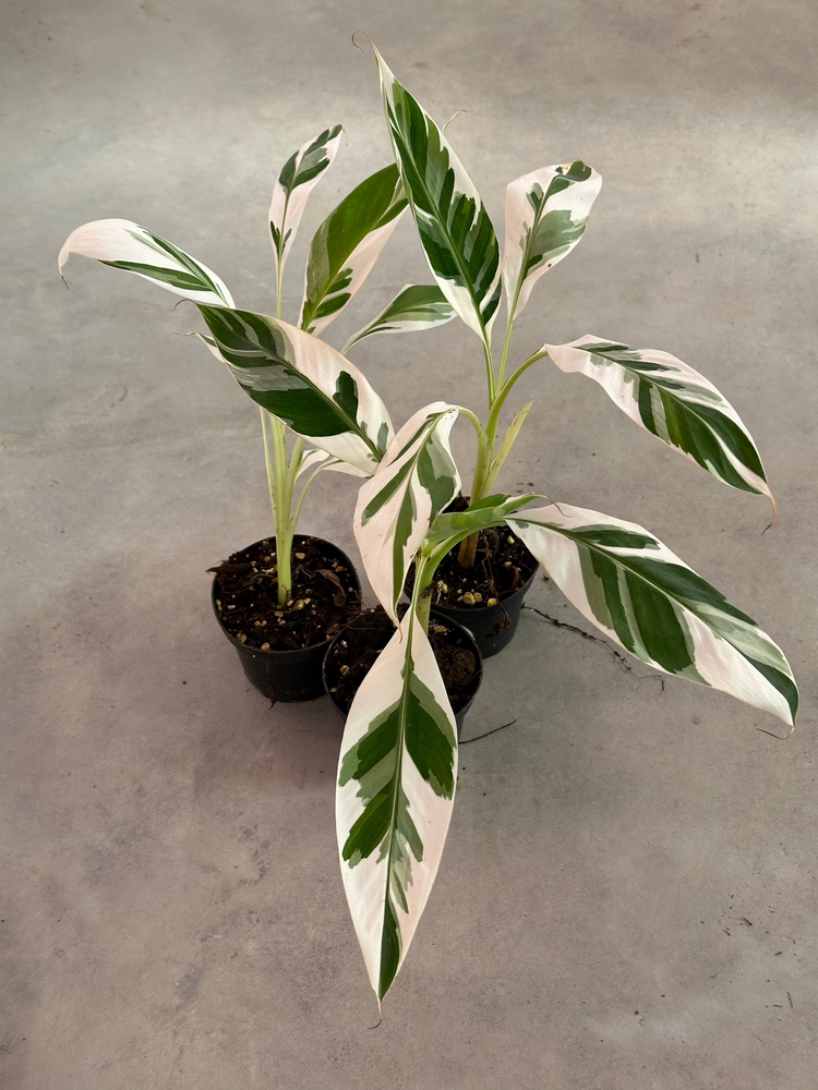 Musa Variegata