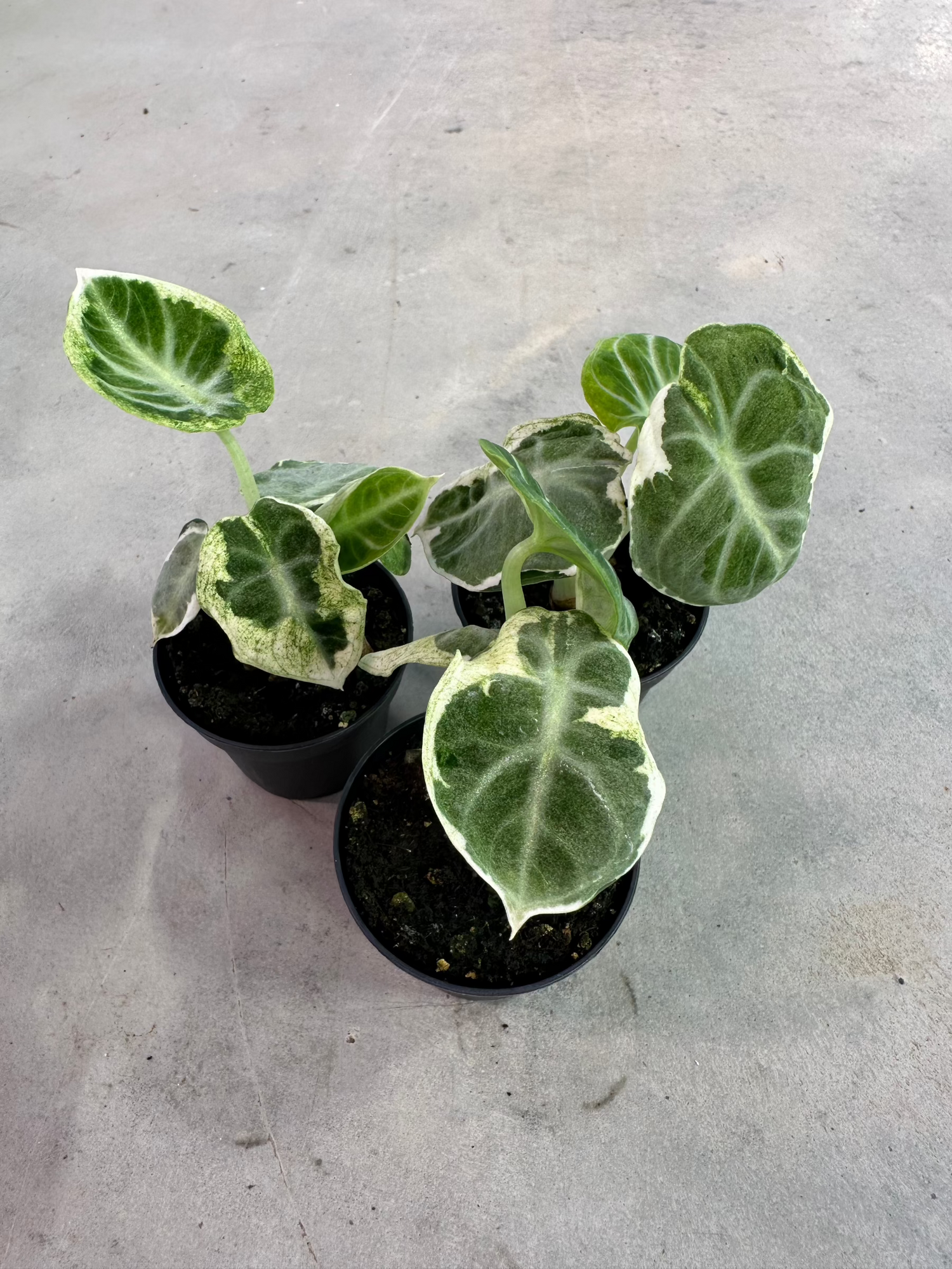 Alocasia Ninja Variegata