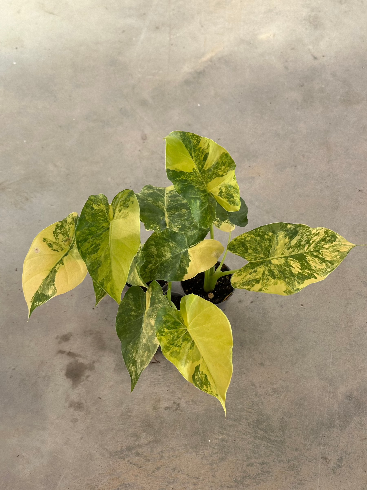 Alocasia Gageana Variegata Aurea