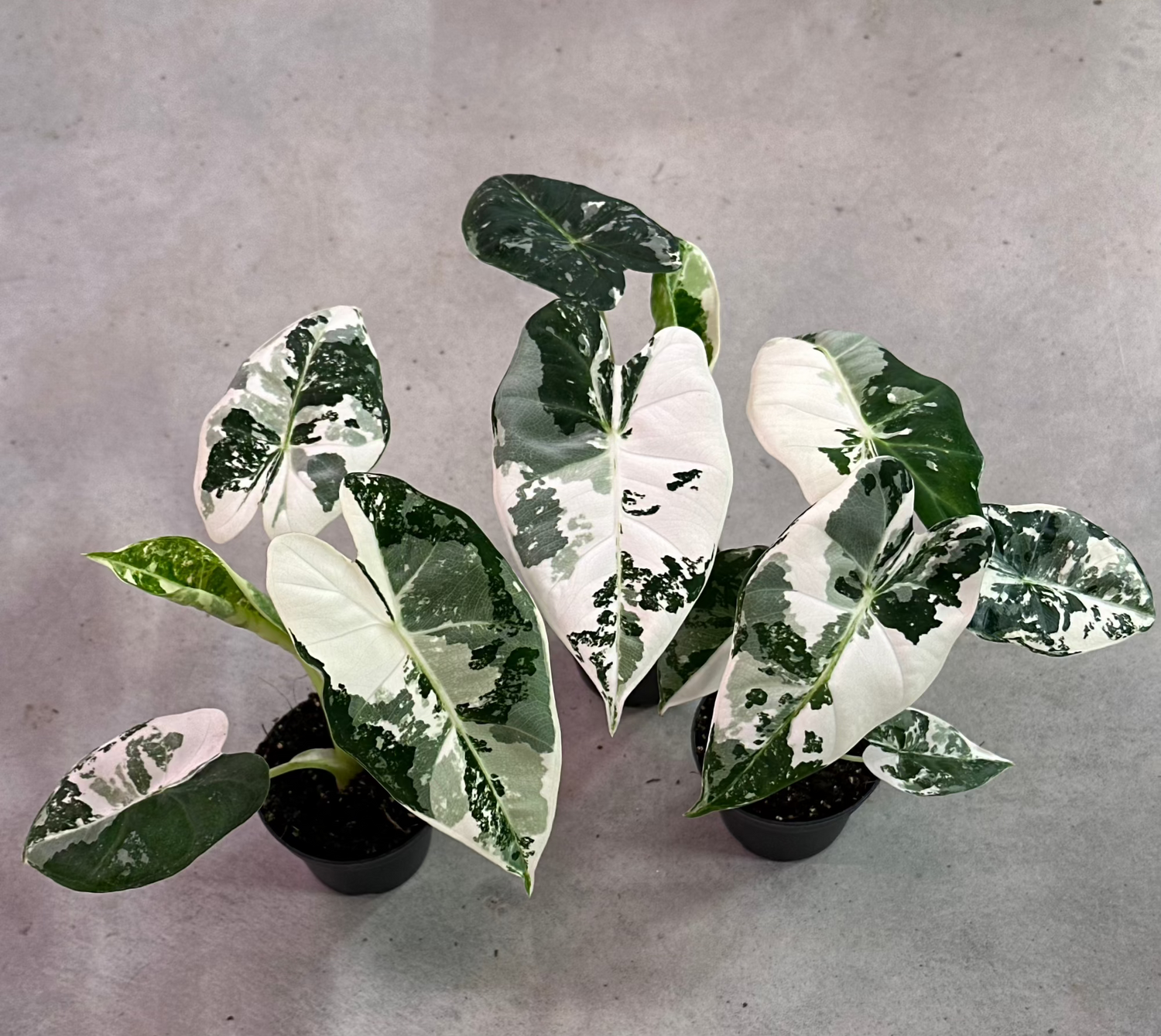 Alocasia Frydek Variegata