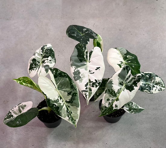 Alocasia Frydek Variegata