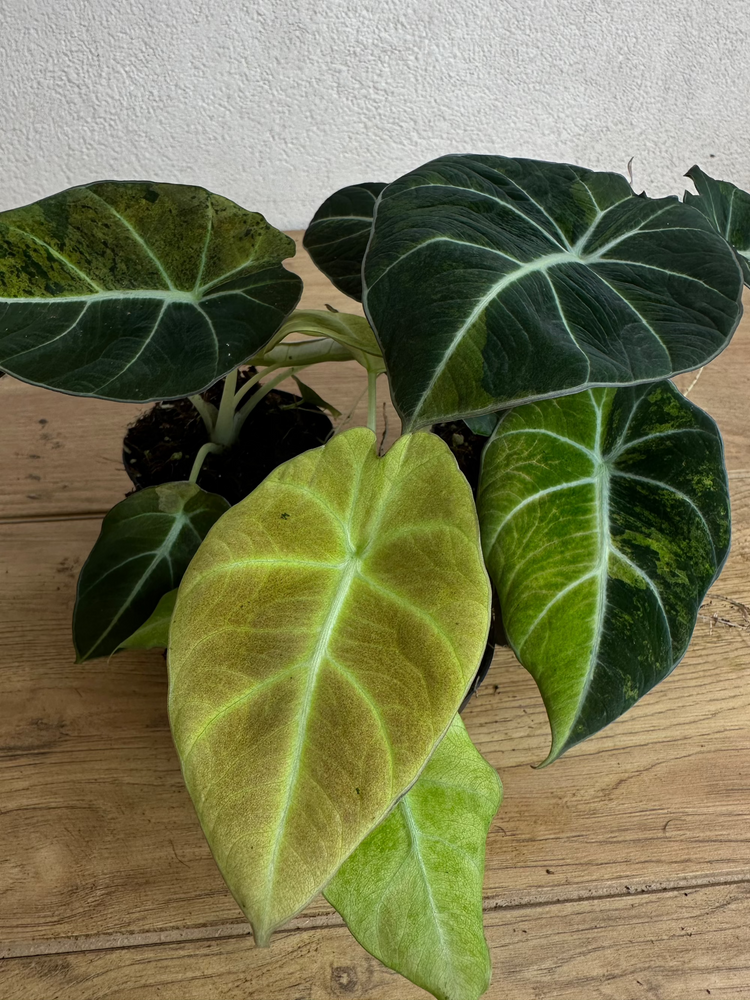 Alocasia Black Velvet Gold Variegata