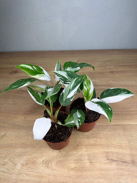 Philodendron White Princess Baby