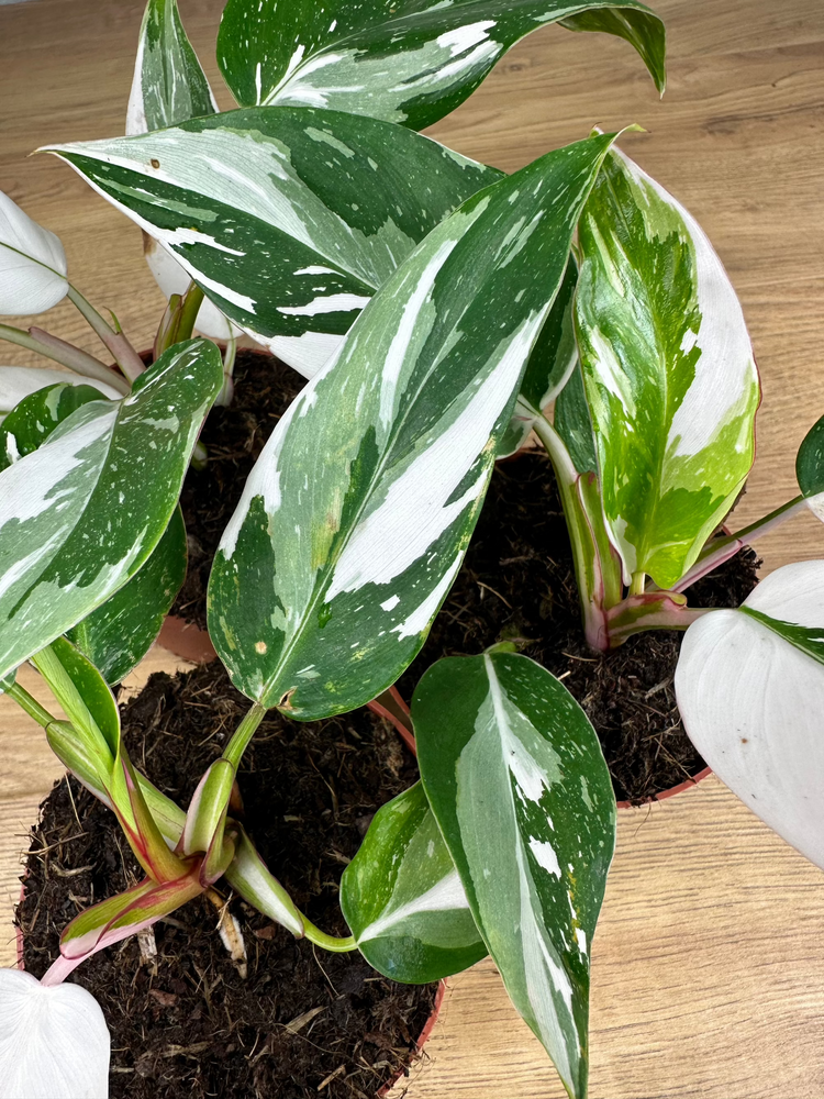 Philodendron White Princess Baby