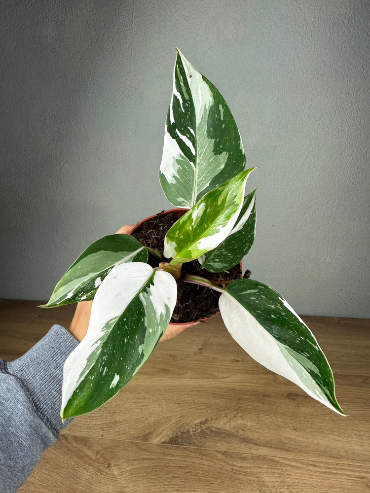 Philodendron White Princess Baby