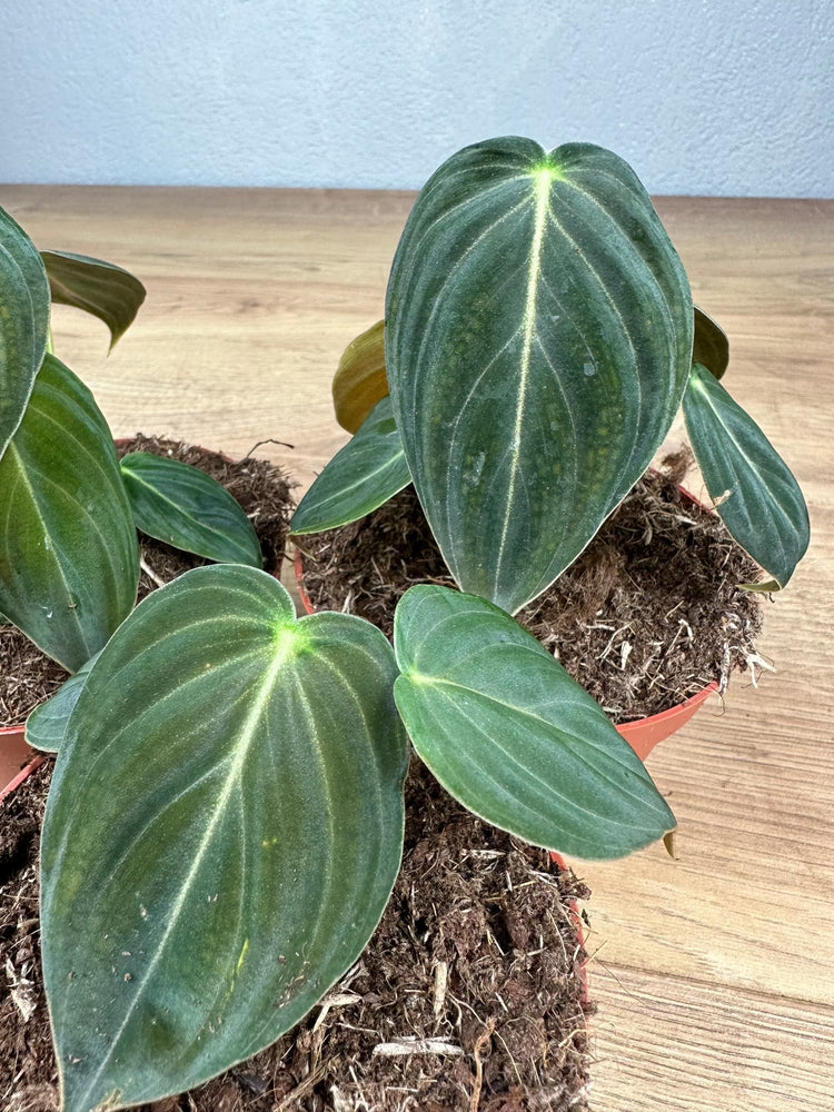 Philodendron Melanochrysum Baby