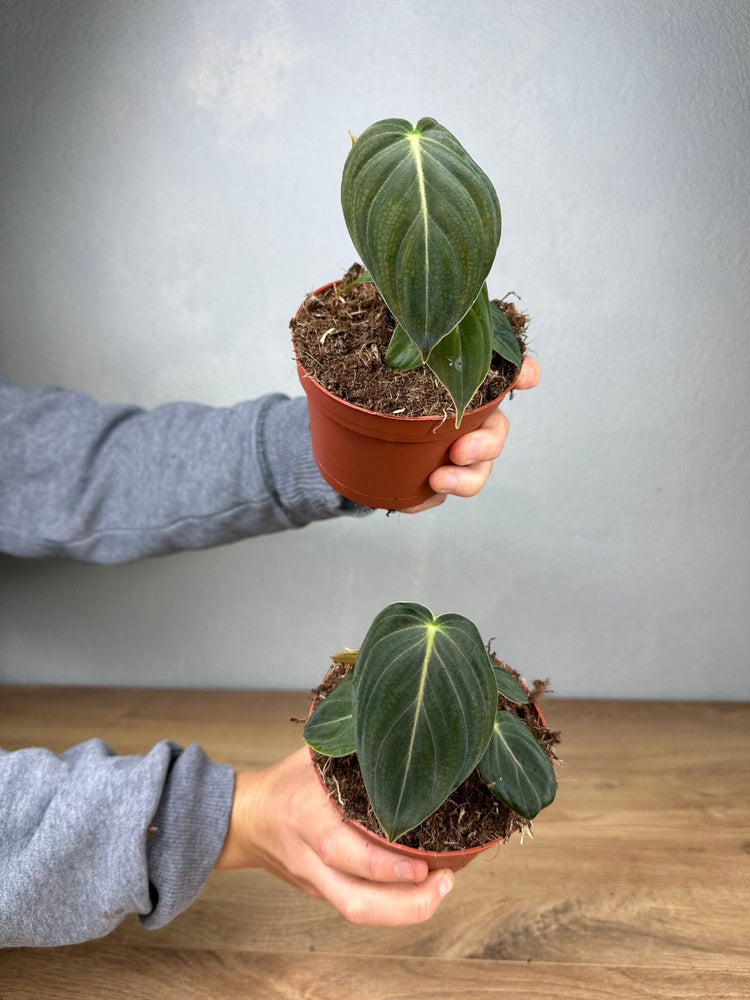 Philodendron Melanochrysum Baby