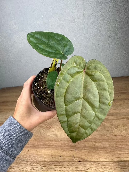Anthurium (Zara x Michelle) x A. Luxurians No. 14