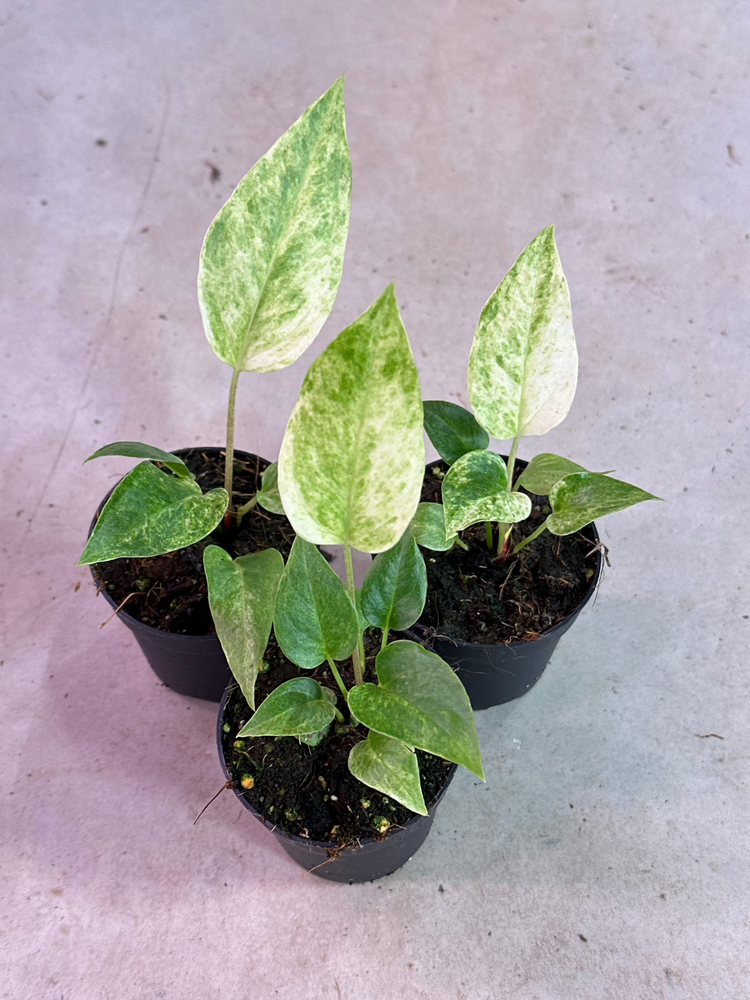 Anthurium Renaissance Variegated
