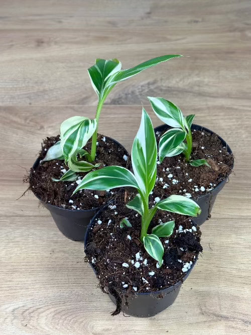 Musa Nono (Pink Variegata)