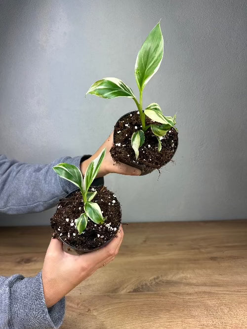 Musa Nono (Pink Variegata)
