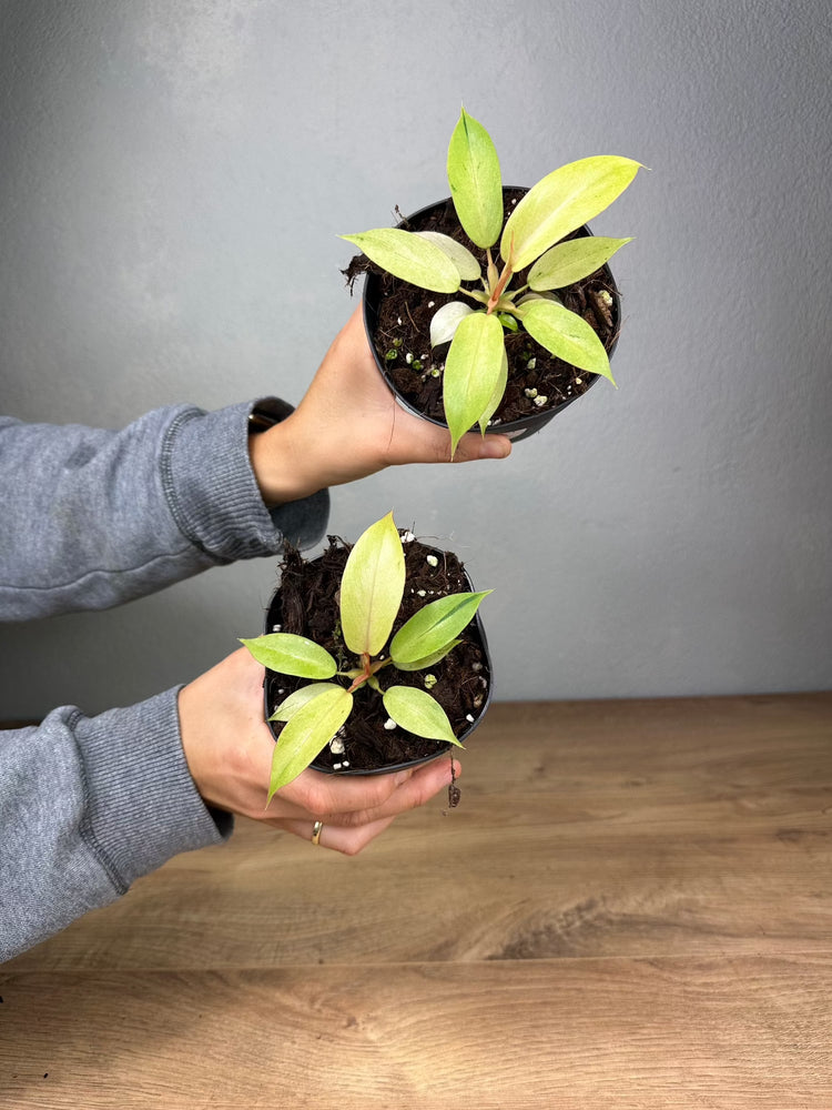Philodendron Snowdrift Variegata