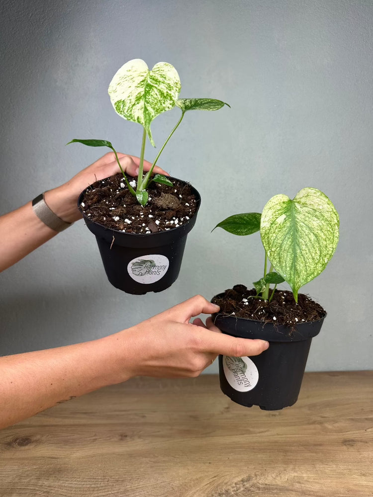 Monstera Mint